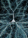 Excitatory neuron with 5600 excitatory axons and their excitatory synapses