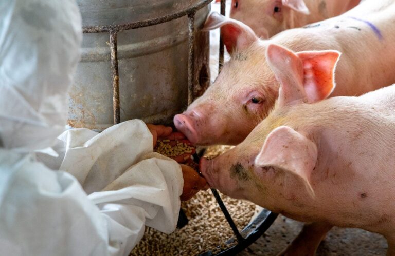 vet feeding pigs