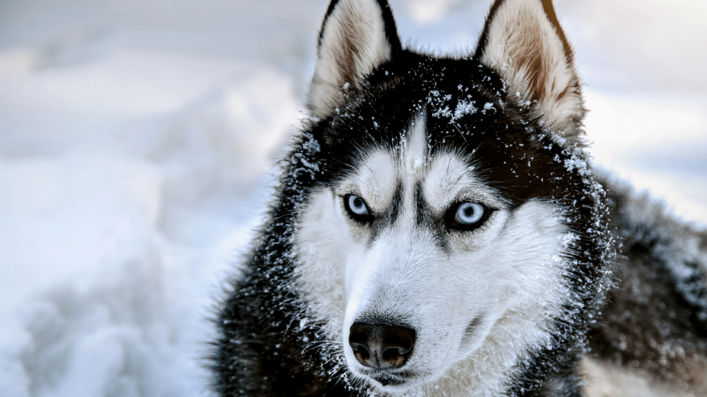 snow husky