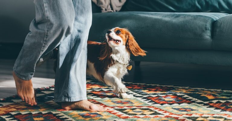 woman playing with dog