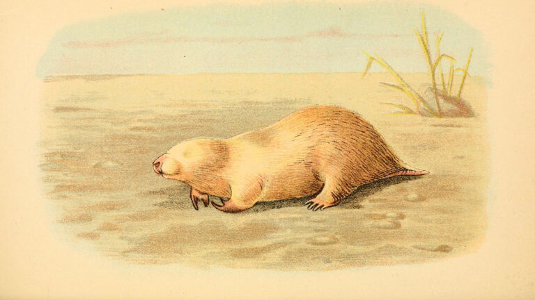 southern marsupial mole