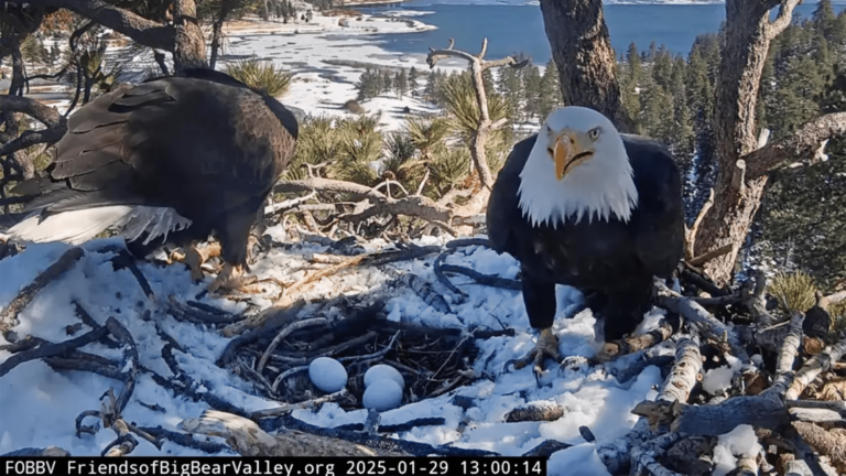 eagle cam 2025