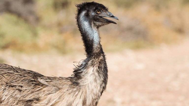 emu