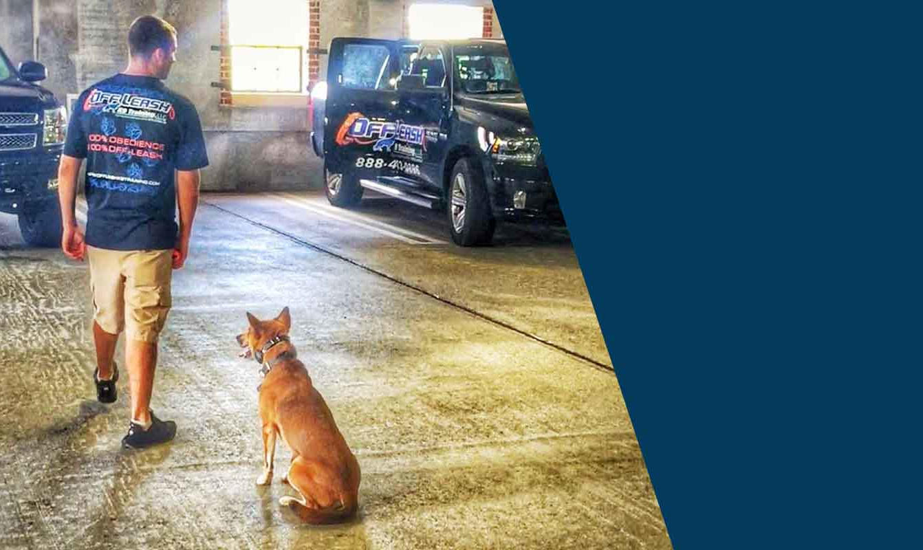 Off-Leash-K9-Training-of-Seattle-and-Tacoma-2